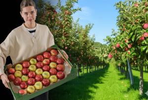 apfeldruck-juerg-siegrist-ag-4